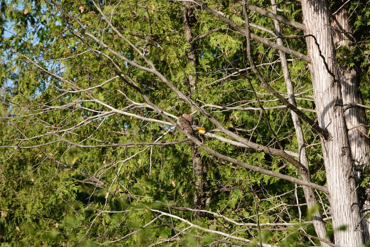 Northern Flicker - S Rama Chandran