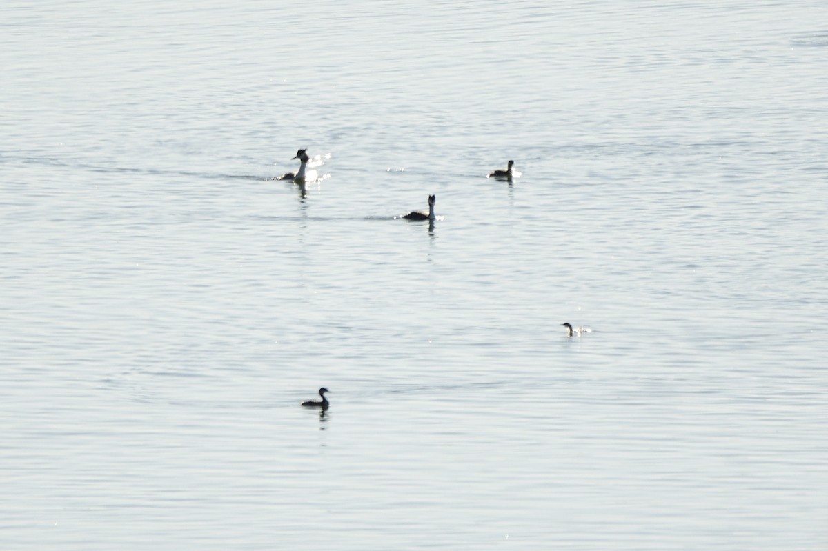 Great Crested Grebe - ML619650050