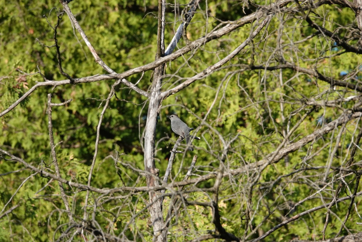 Gray Catbird - S Rama Chandran