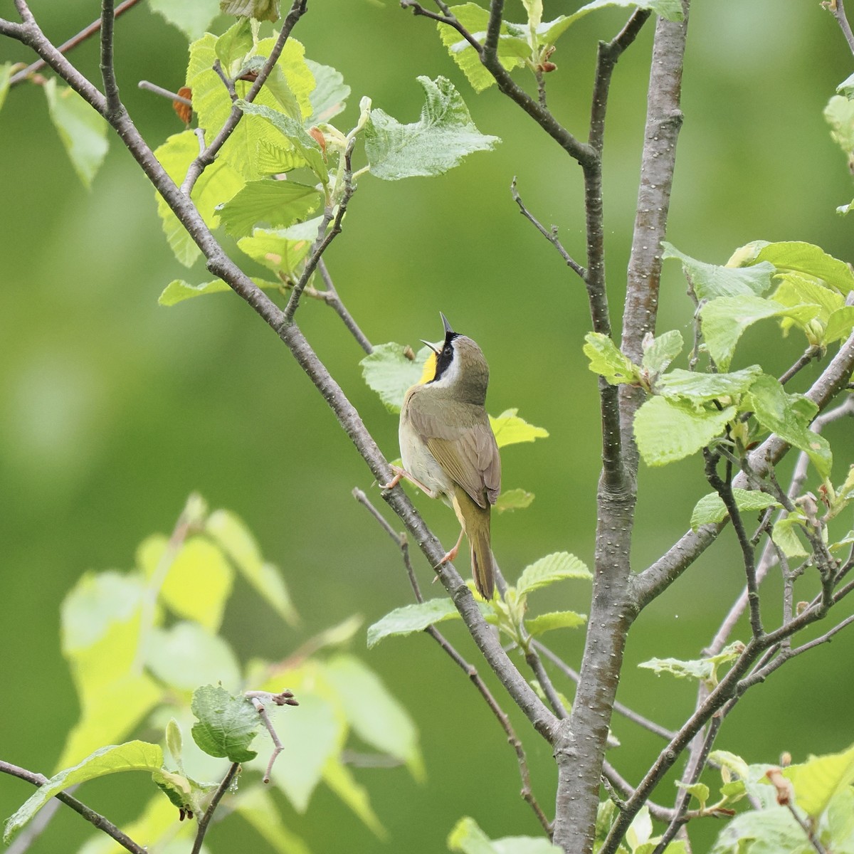 Common Yellowthroat - Bruce Gates