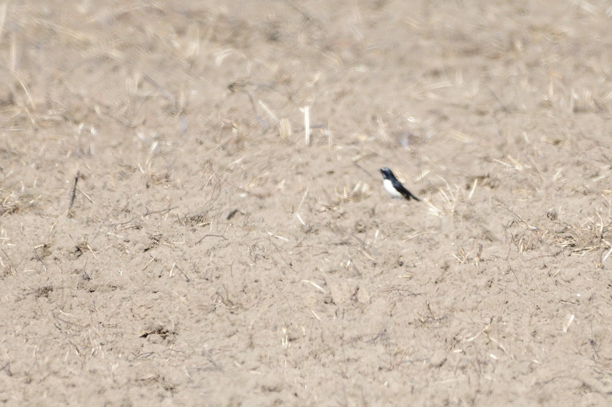 Willie-wagtail - Ken Crawley