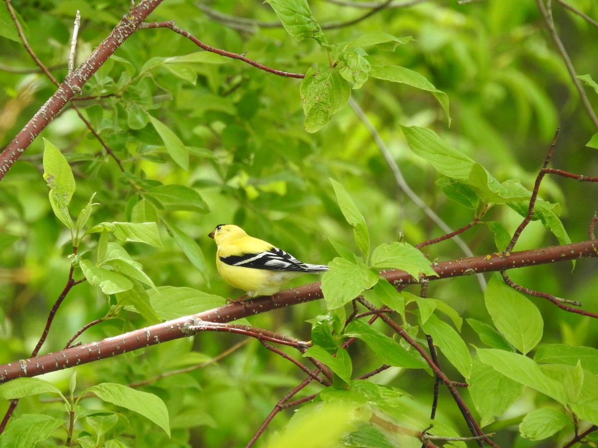 American Goldfinch - ML619650071