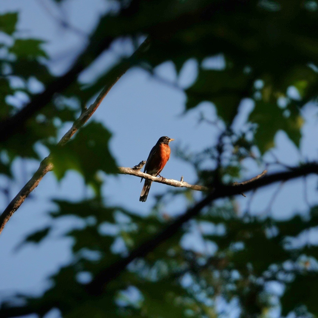 American Robin - S Rama Chandran