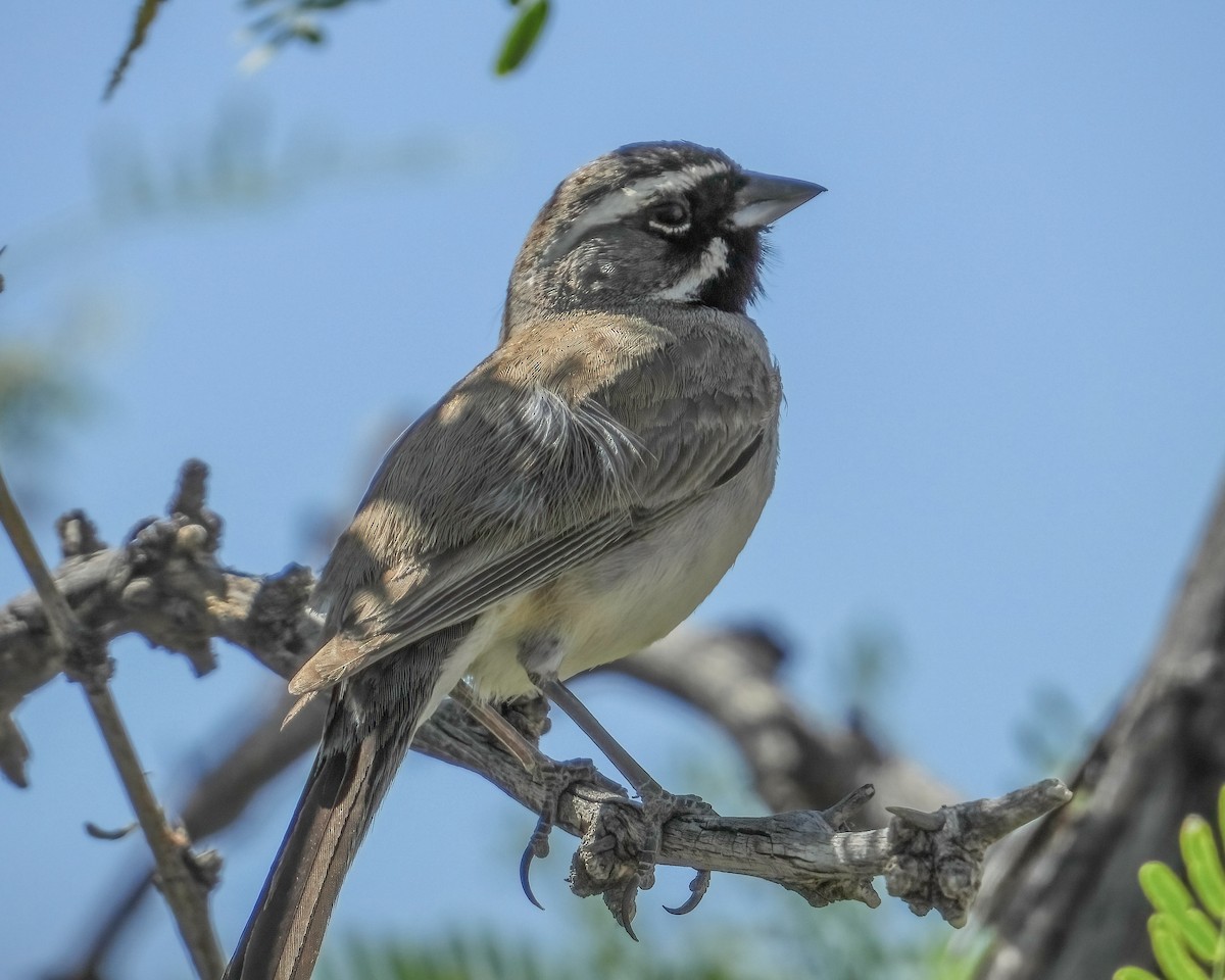 Black-throated Sparrow - Doug Smith