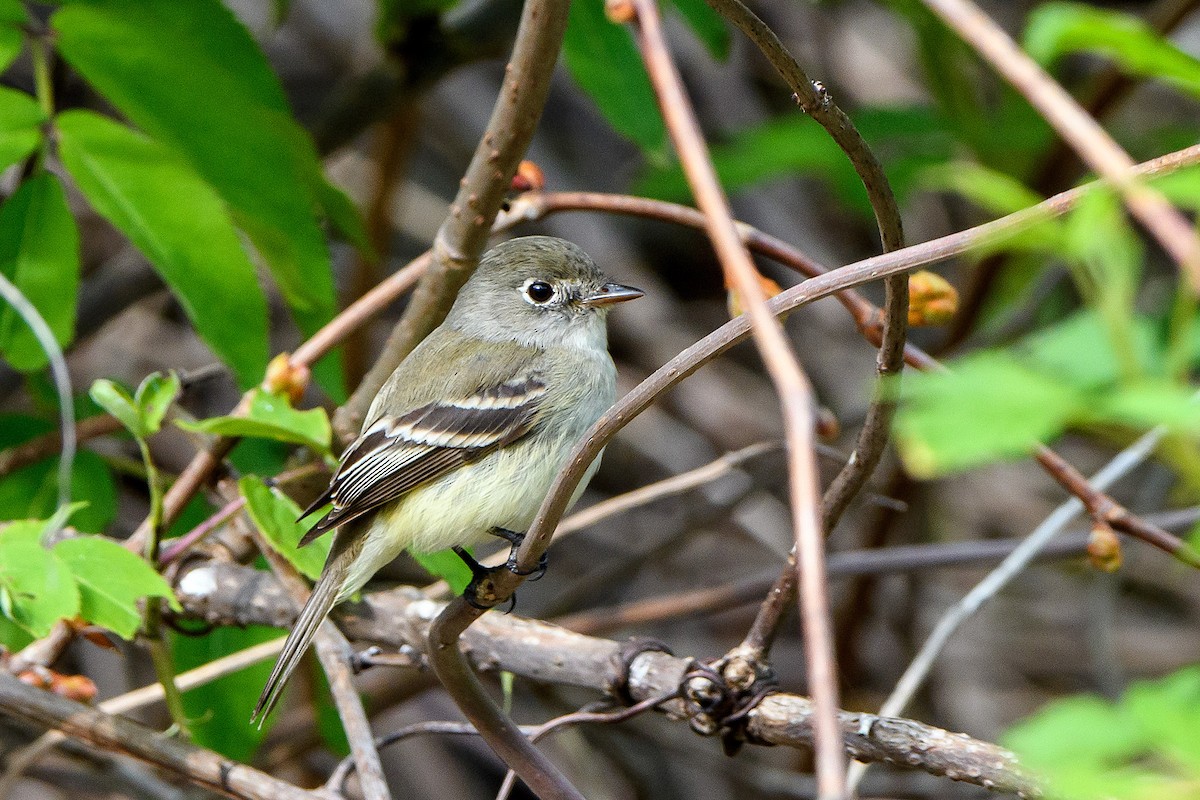 Least Flycatcher - Naseem Reza