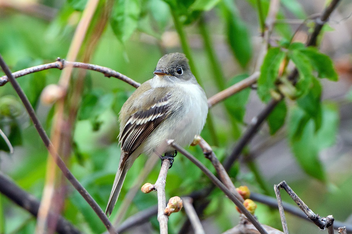 Least Flycatcher - Naseem Reza