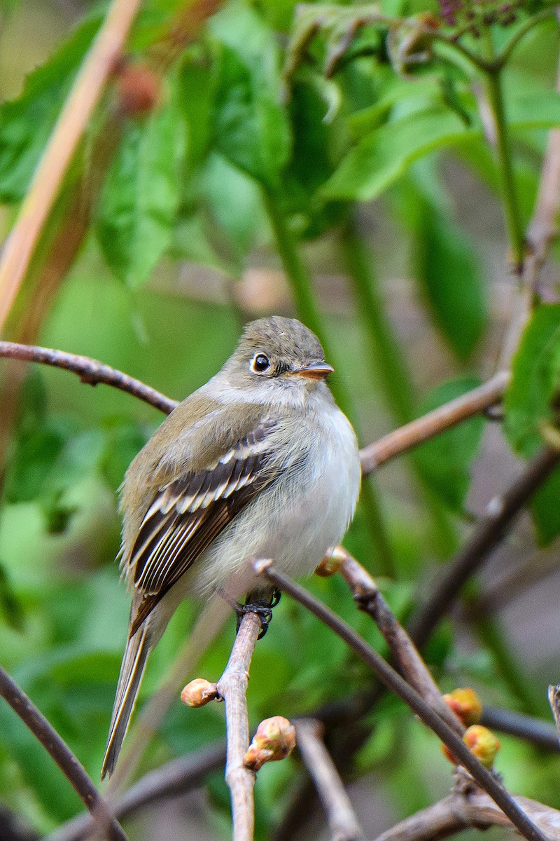 Least Flycatcher - Naseem Reza