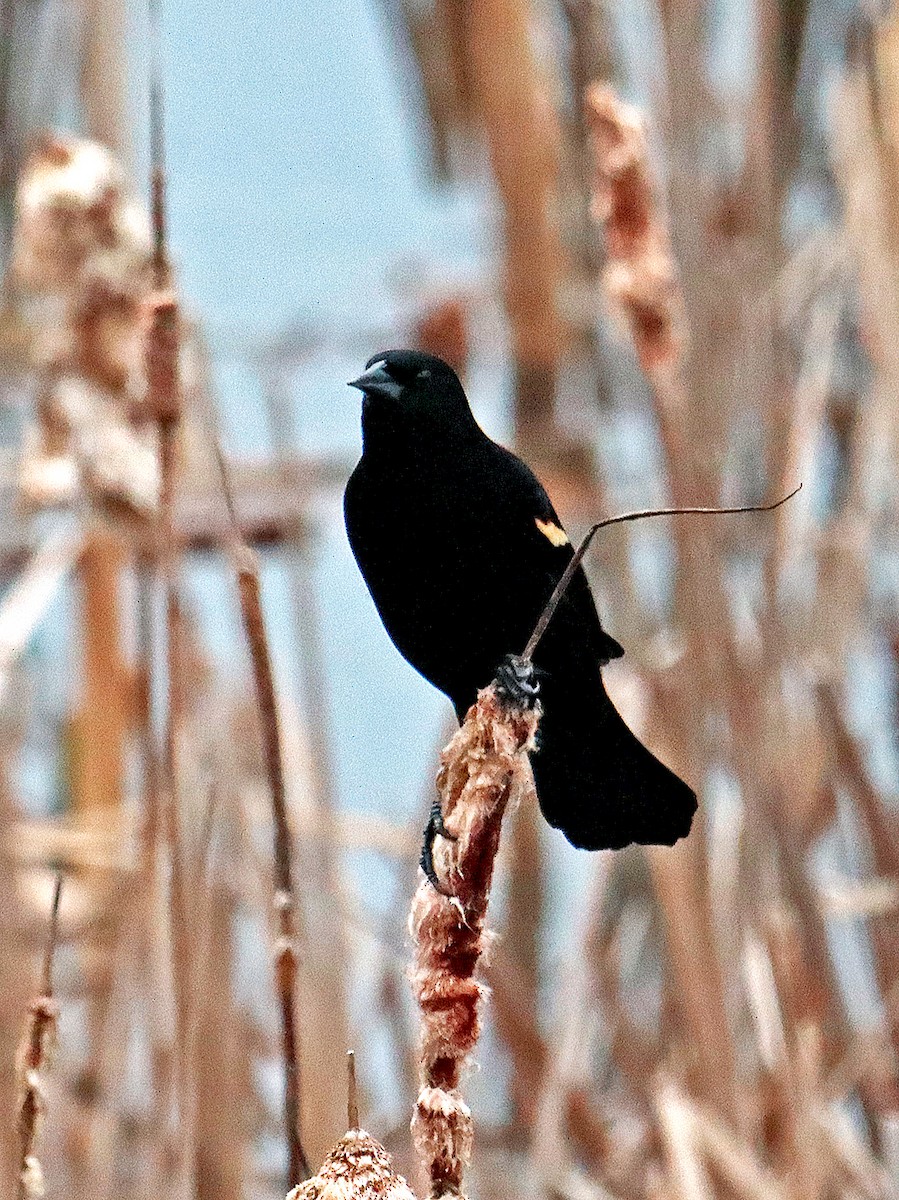 Red-winged Blackbird - Ronald Harrower