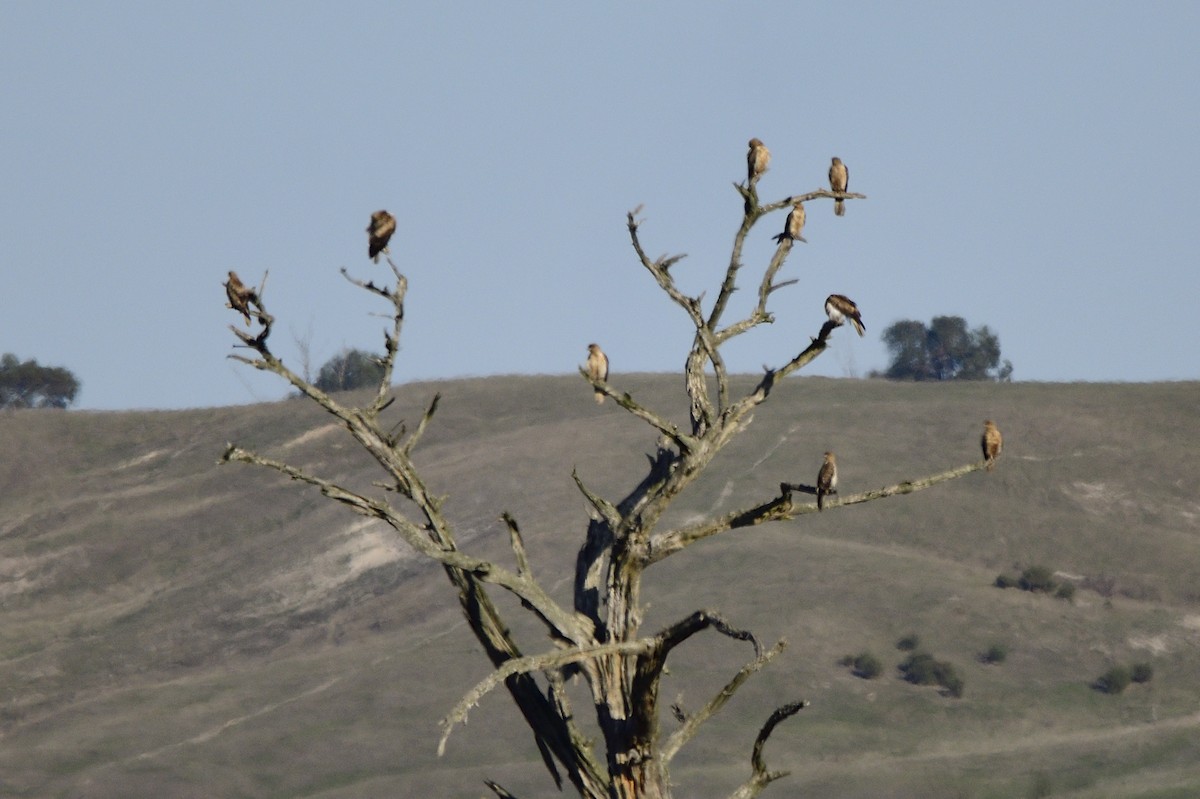 Whistling Kite - Ken Crawley