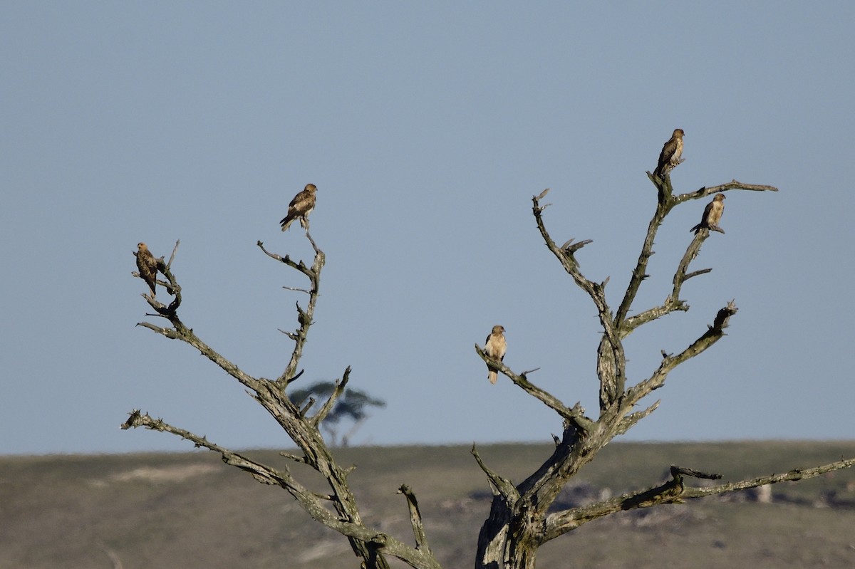 Whistling Kite - Ken Crawley