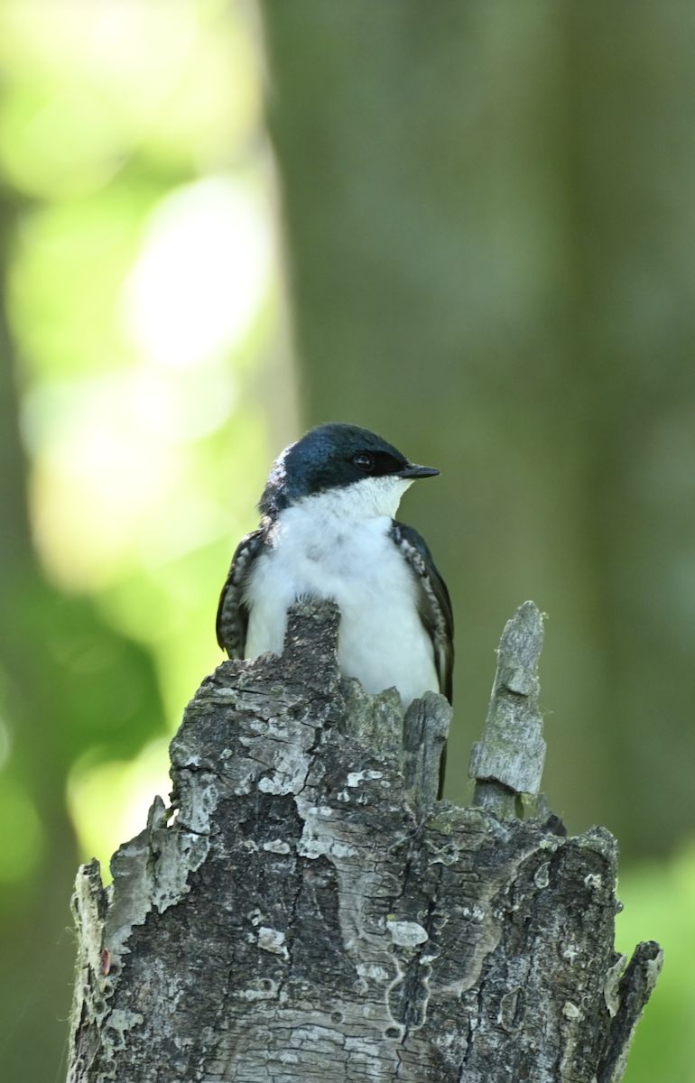 Tree Swallow - Sylvie Rioux