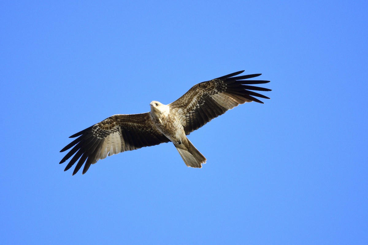 Whistling Kite - Ken Crawley