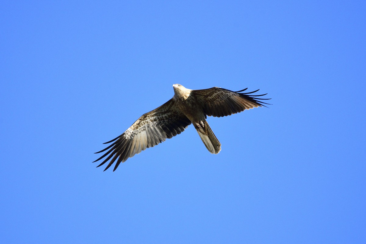 Whistling Kite - Ken Crawley