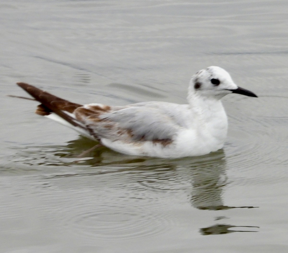 Bonaparte's Gull - John Amoroso