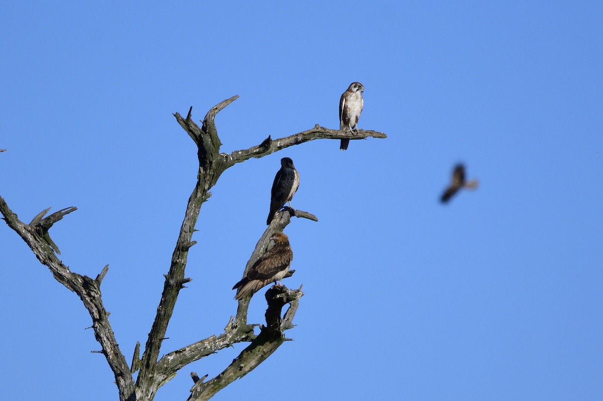 Brown Falcon - ML619650117