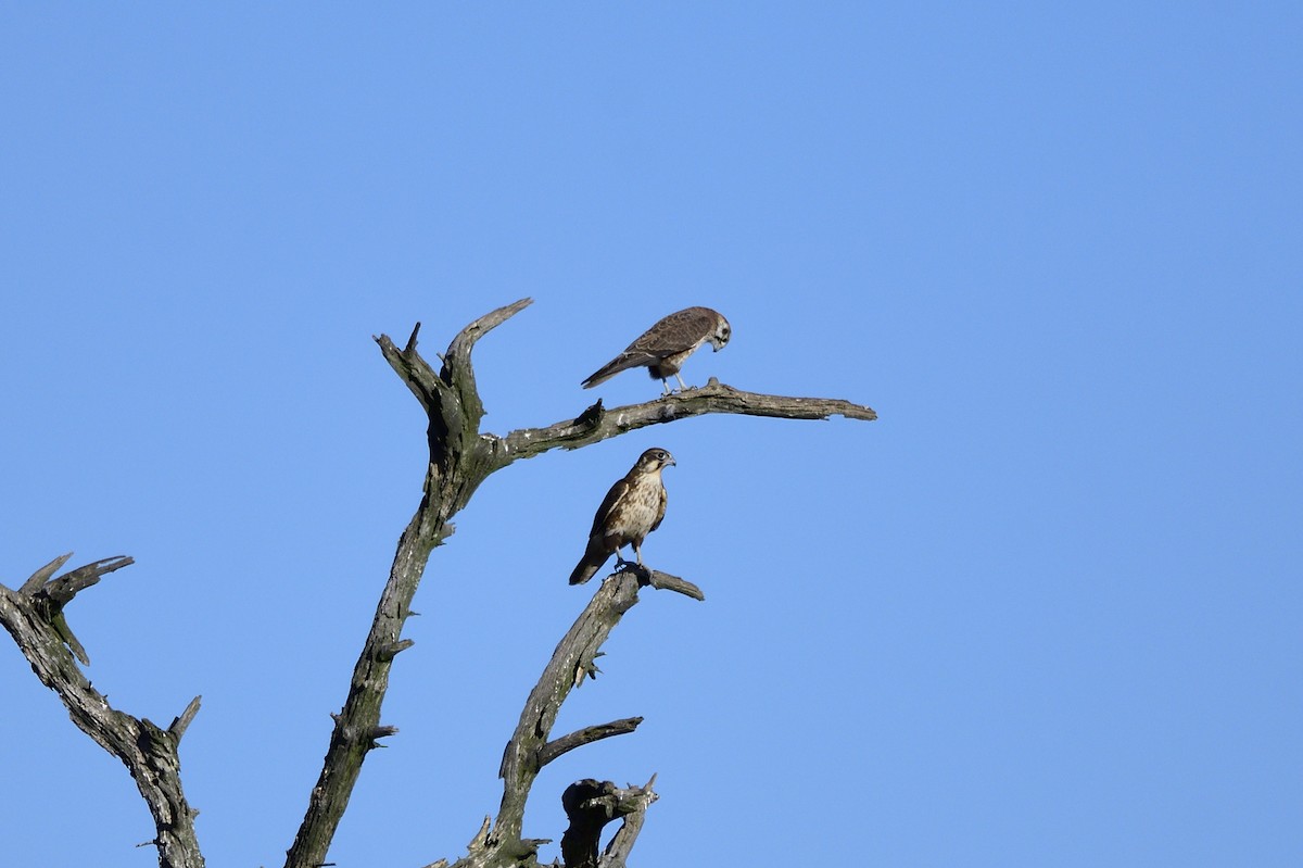 Brown Falcon - ML619650118