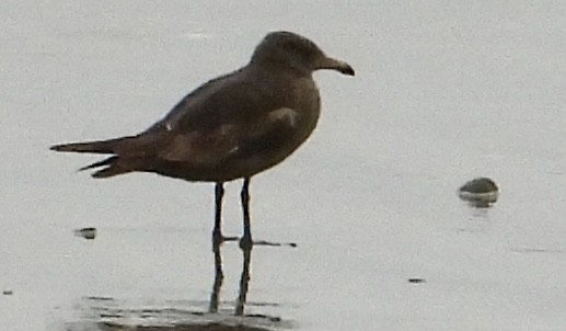 Heermann's Gull - John Amoroso