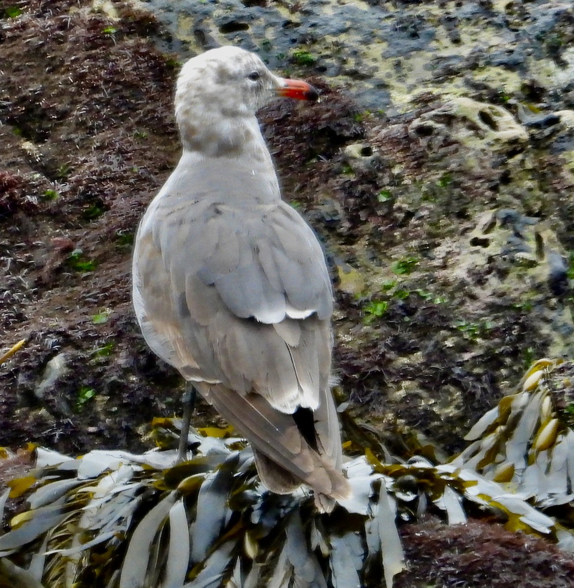 Heermann's Gull - John Amoroso