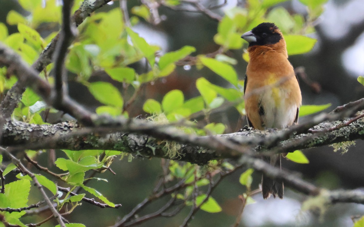 Black-headed Grosbeak - Walter Thorne