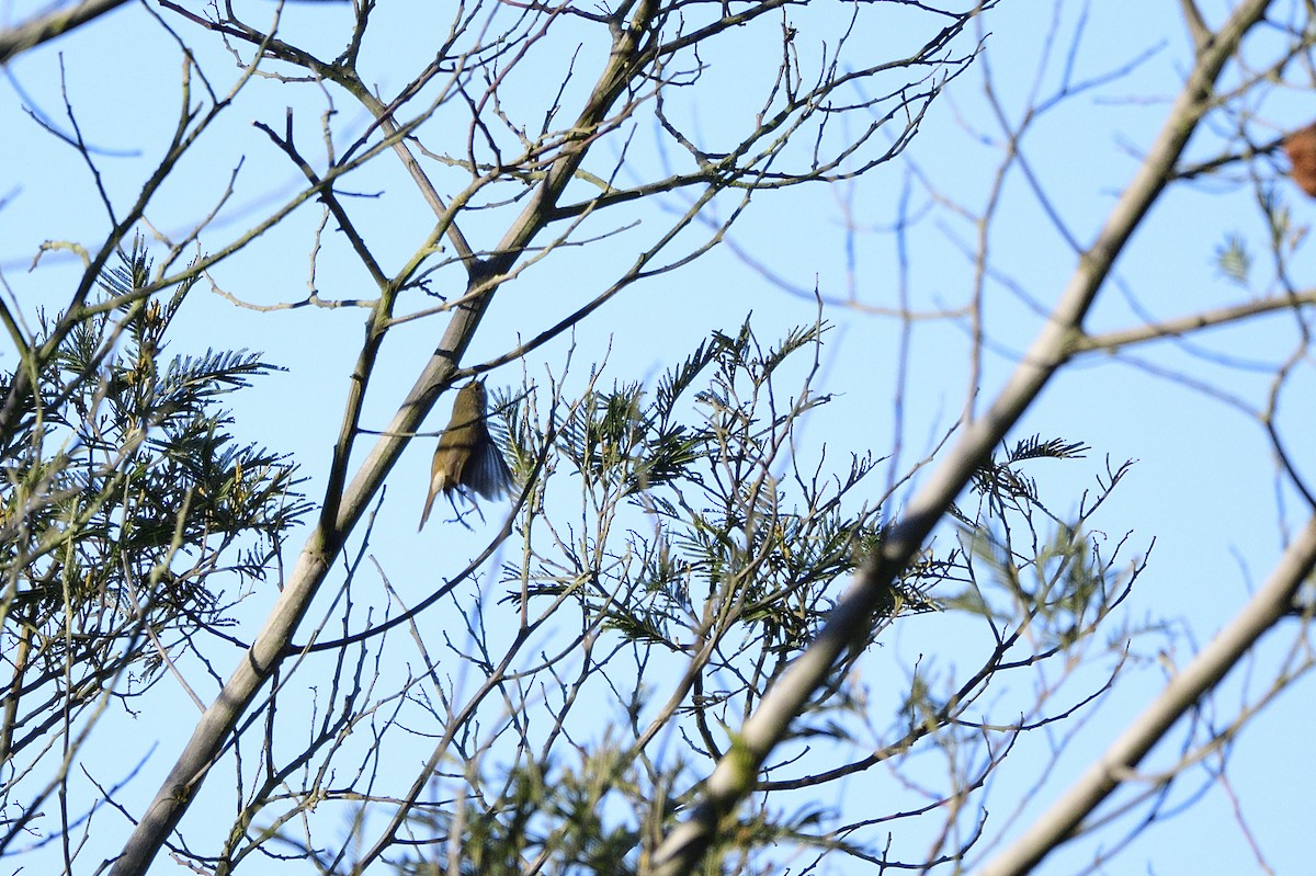 Brown Thornbill - ML619650128