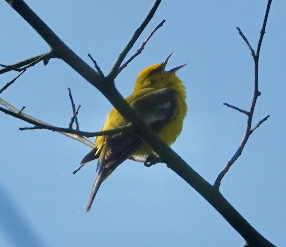 Blue-winged Warbler - ML619650129