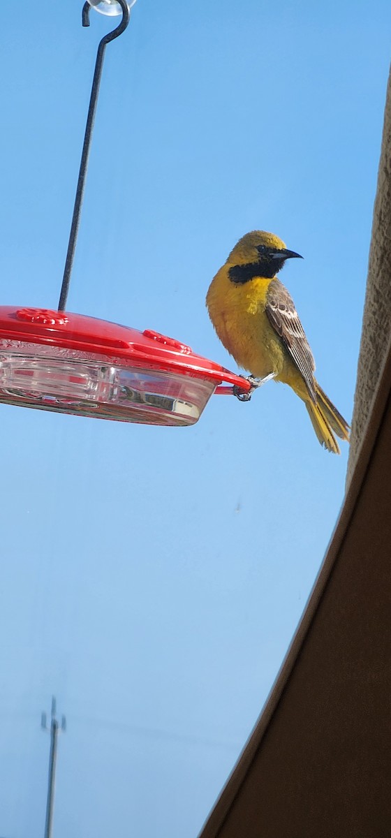 Hooded Oriole - Bill Holland