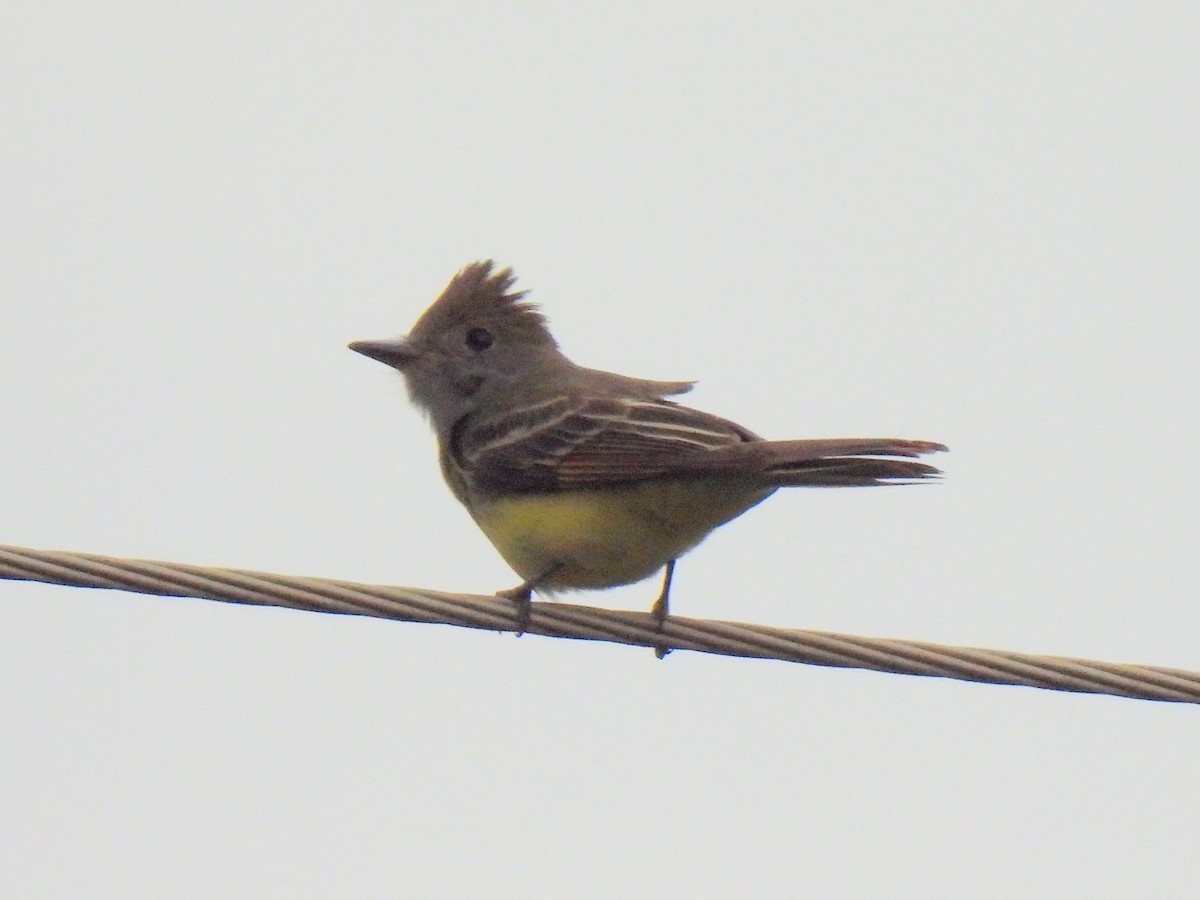 Great Crested Flycatcher - ML619650136