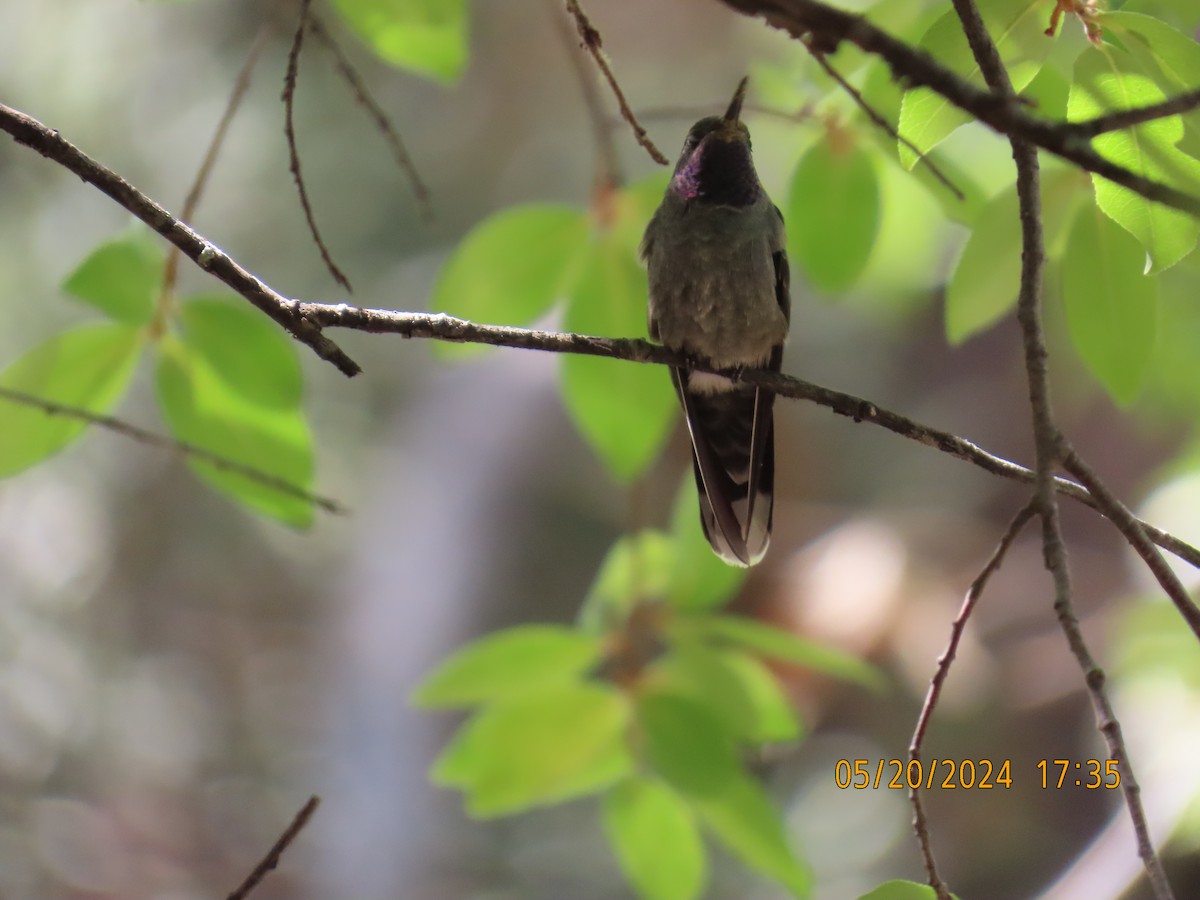 Blue-throated Mountain-gem - Andy Harrison