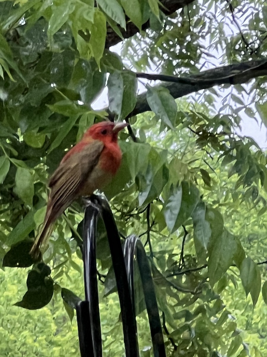 Summer Tanager - Gale Turco