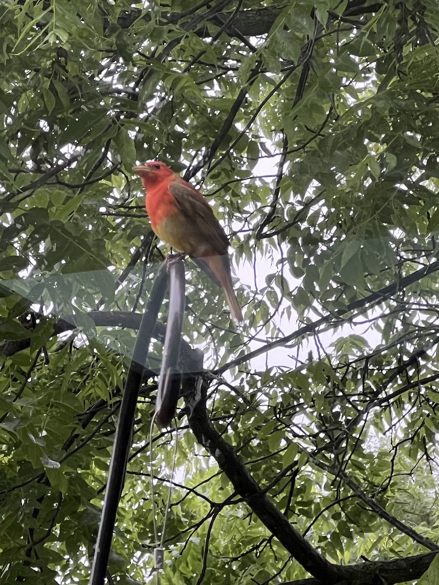 Summer Tanager - Gale Turco
