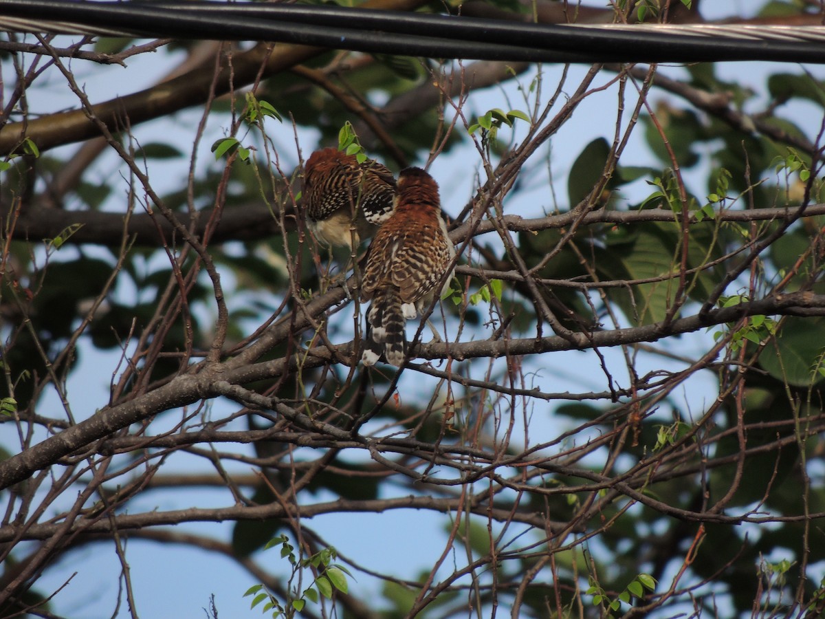 Rufous-naped Wren - ML619650143