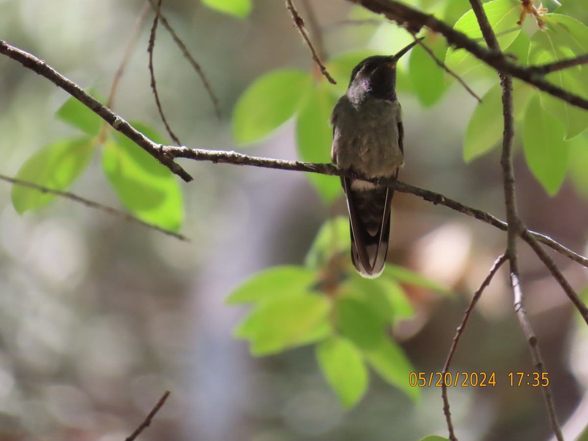 Blue-throated Mountain-gem - Andy Harrison