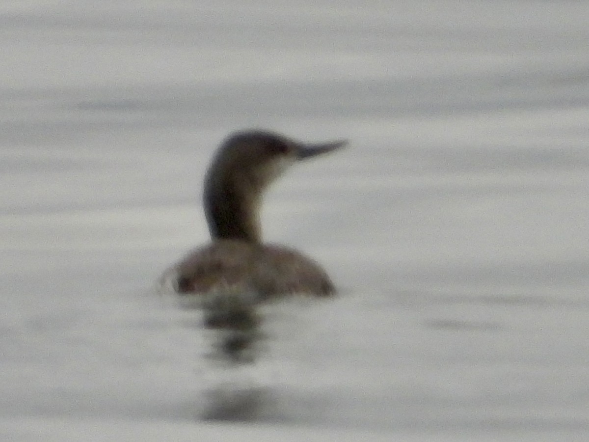 Red-throated Loon - John Amoroso