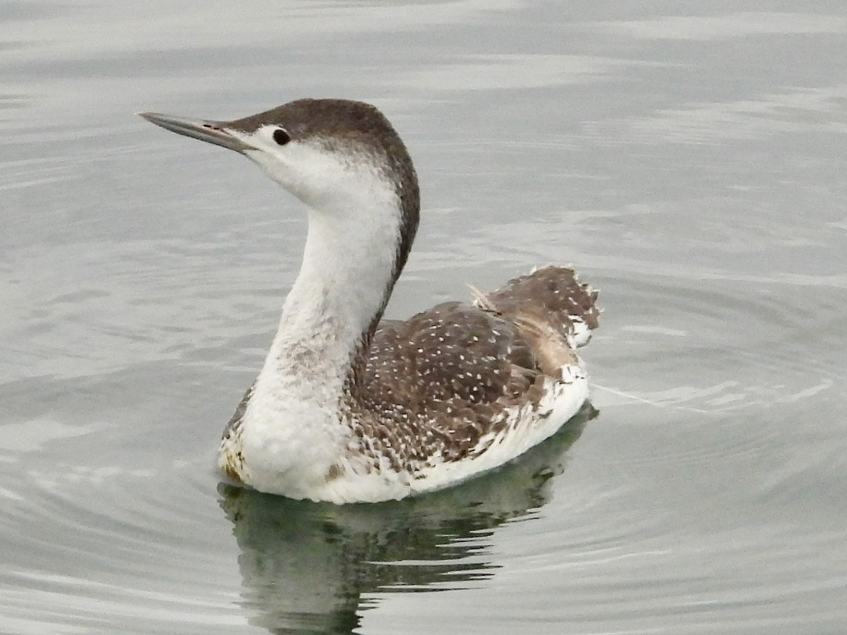 Red-throated Loon - John Amoroso