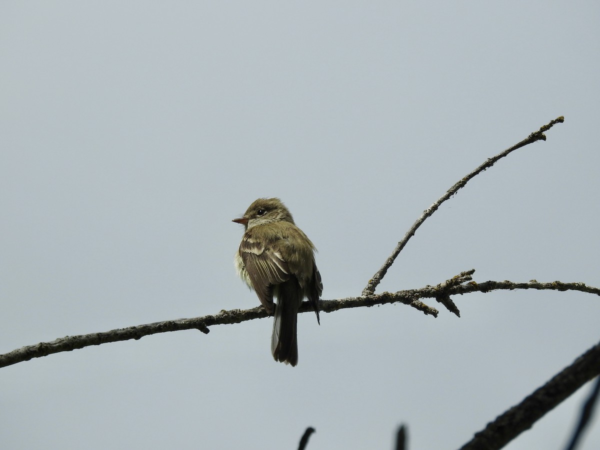 Least Flycatcher - ML619650155