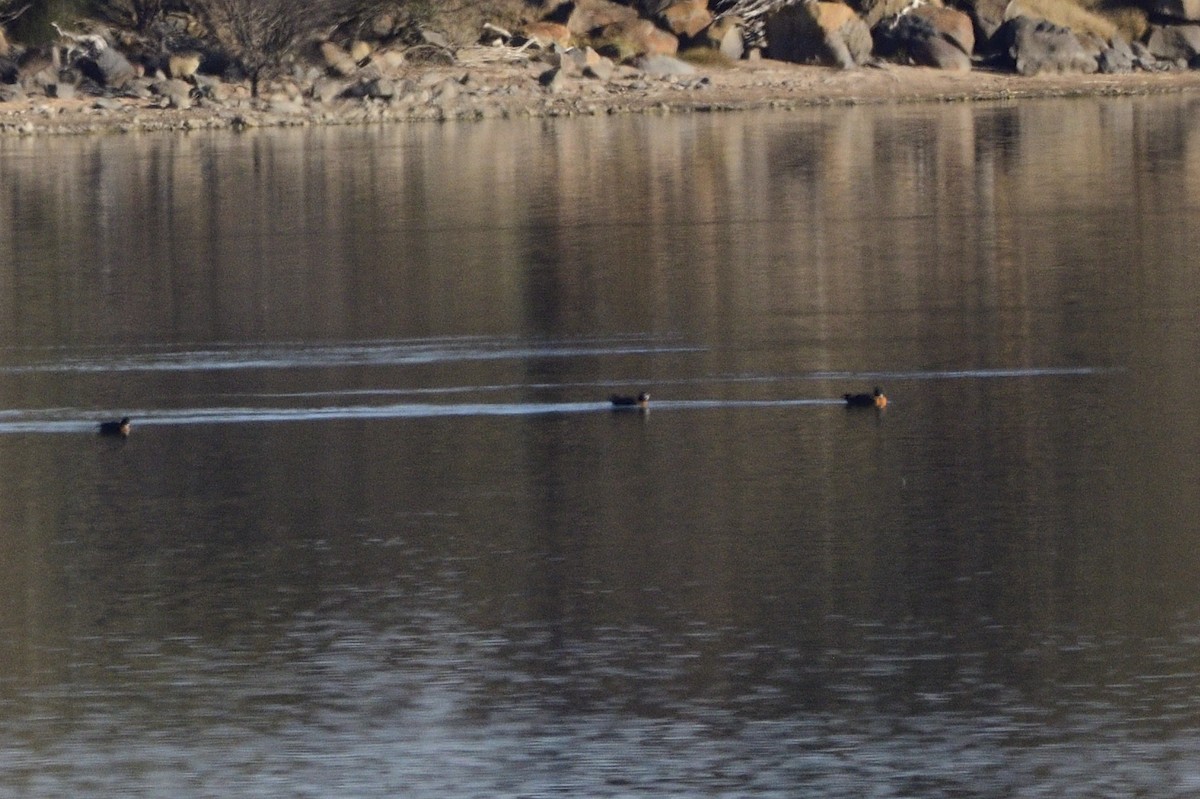 Australian Shelduck - ML619650156