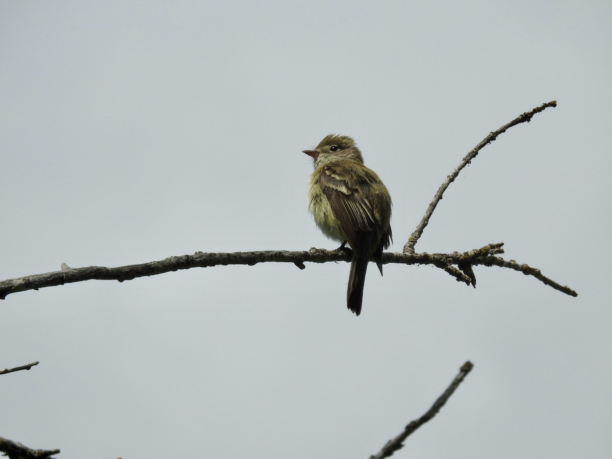 Least Flycatcher - Sachi Snively