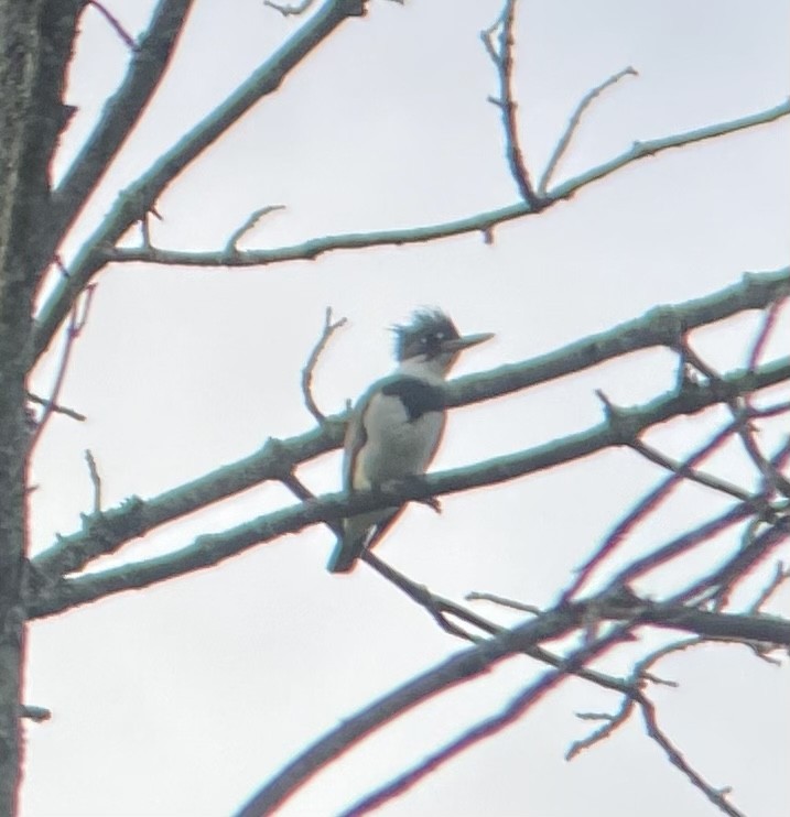 Belted Kingfisher - Colby Merrill