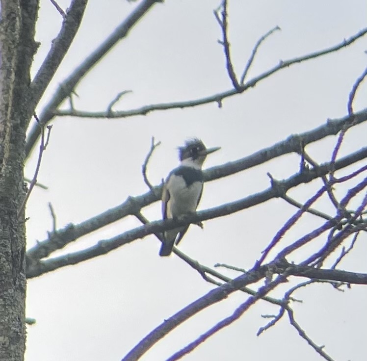 Belted Kingfisher - Colby Merrill