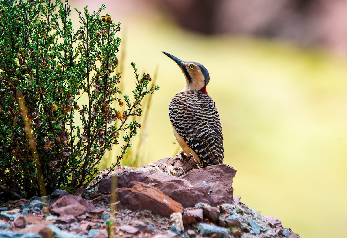 Andean Flicker - ML619650163