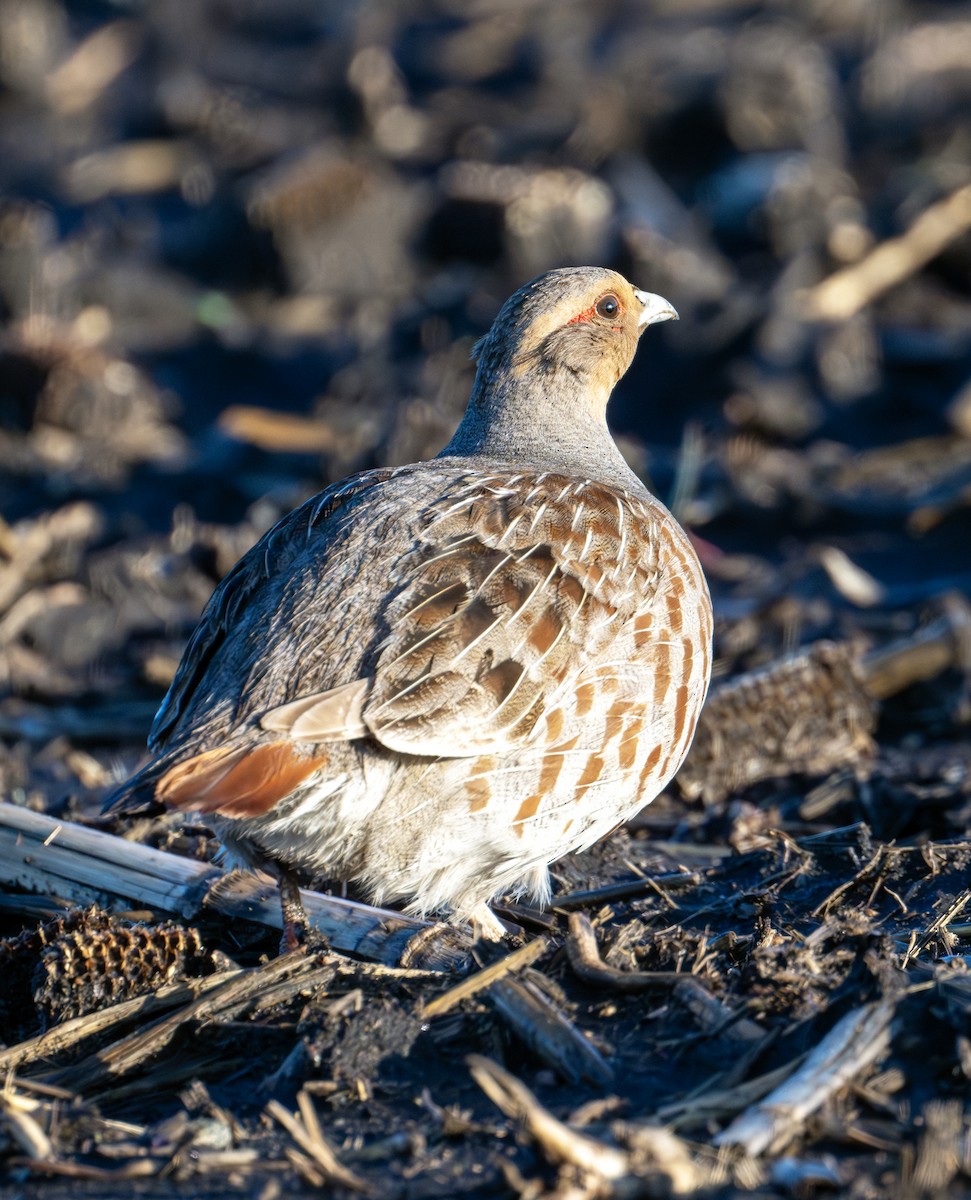 Gray Partridge - Greg Courtney