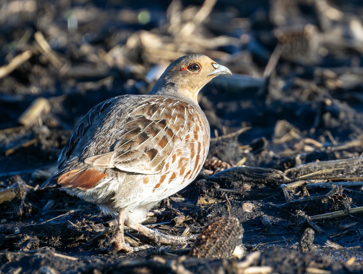 Gray Partridge - Greg Courtney