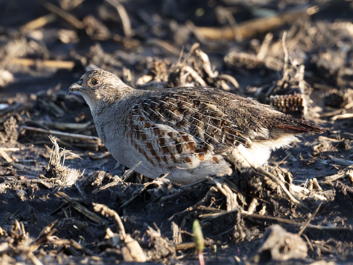 Gray Partridge - Greg Courtney