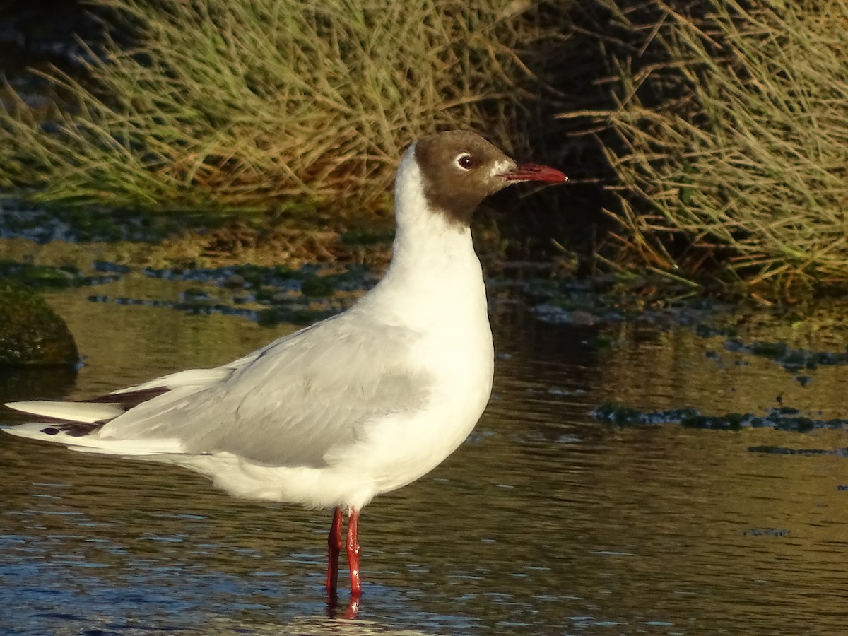 Brown-hooded Gull - José Ignacio Catalán Ruiz