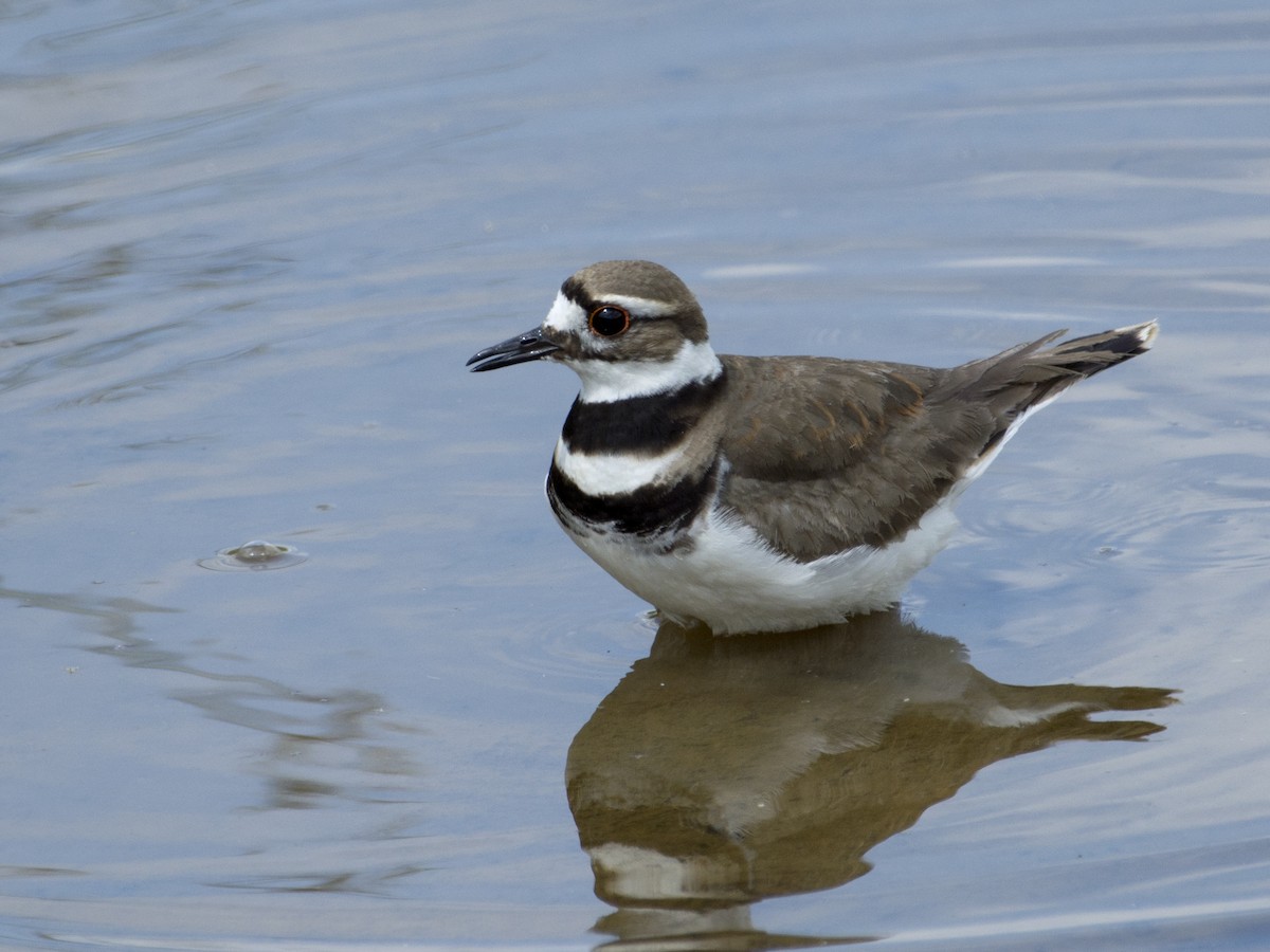 Killdeer - T C