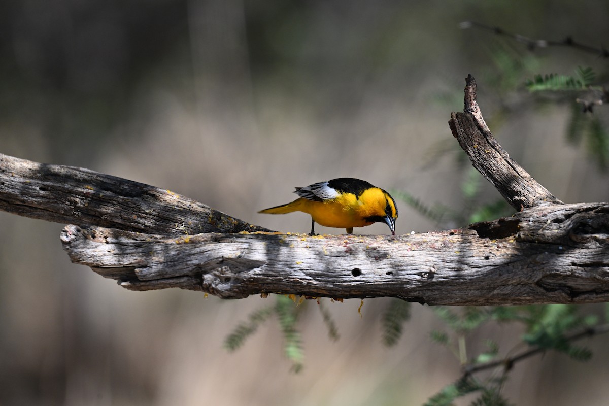 Bullock's Oriole - Andrea Duran