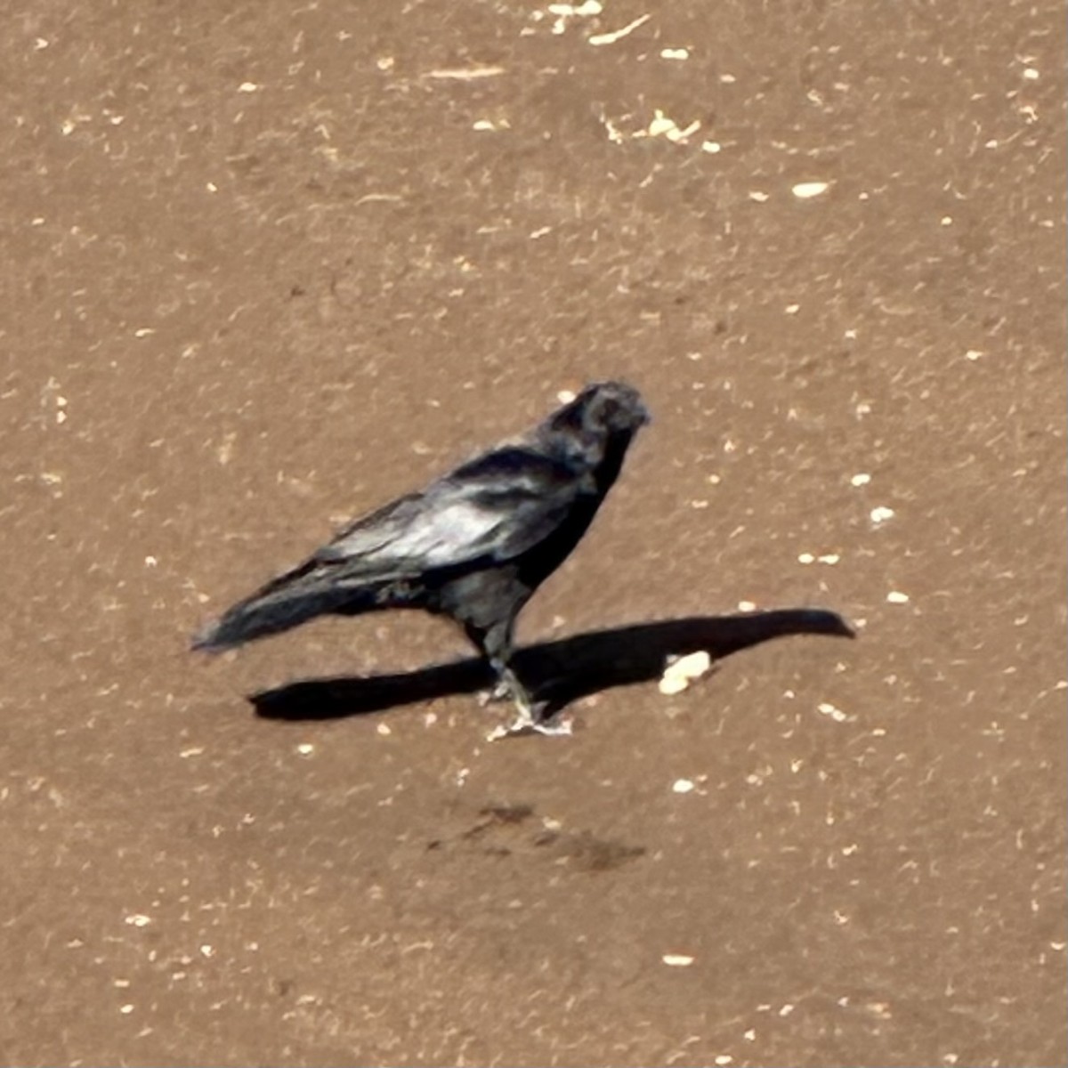 Large-billed Crow - Annie Donwerth-Chikamatsu