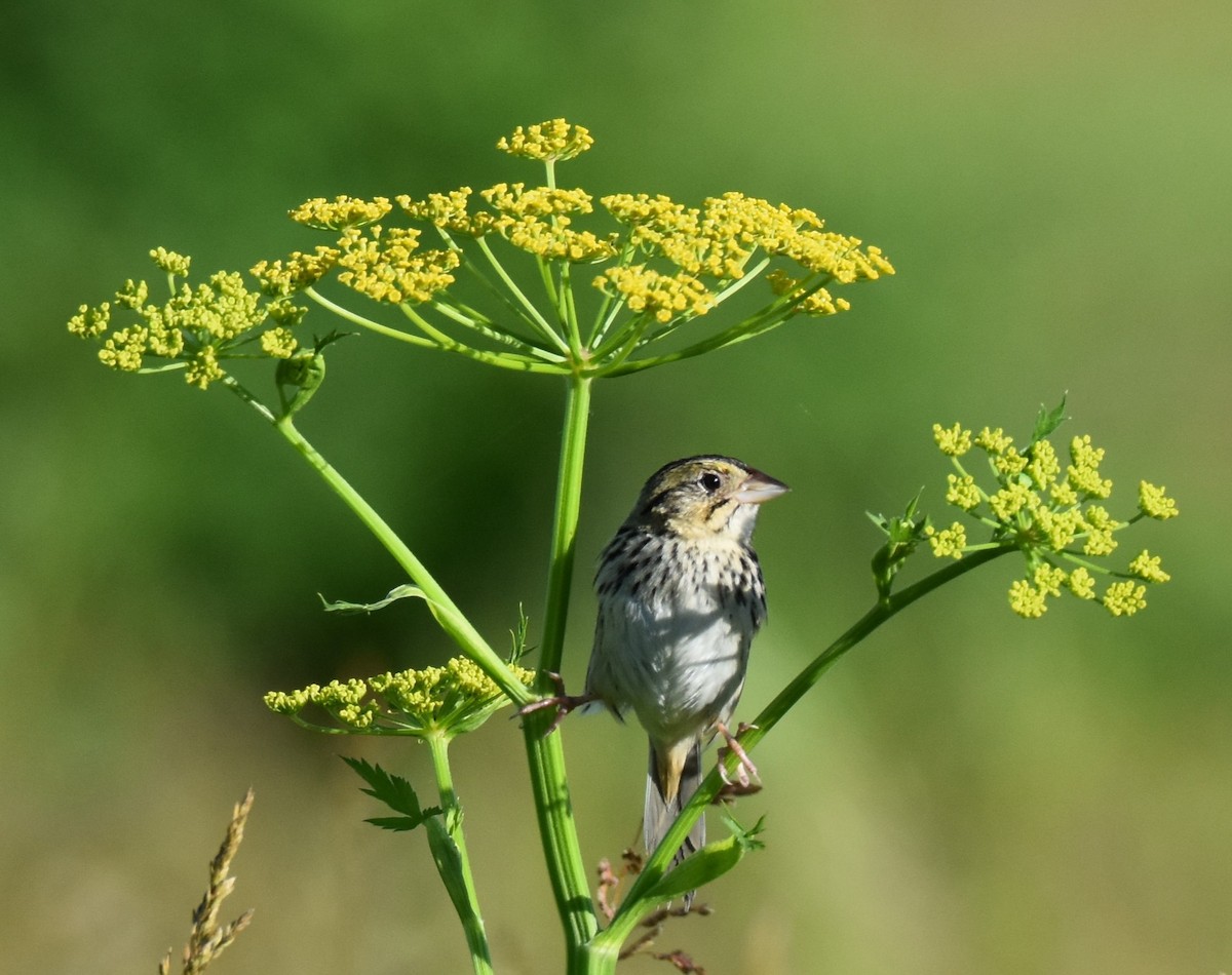 Henslow's Sparrow - Tom M