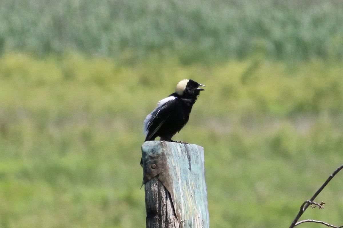 bobolink americký - ML619650207