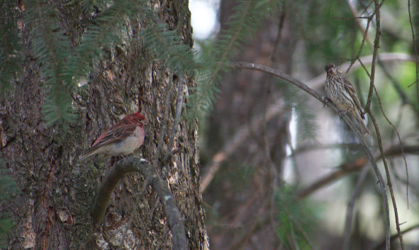 Cassin's Finch - Angela Hansen